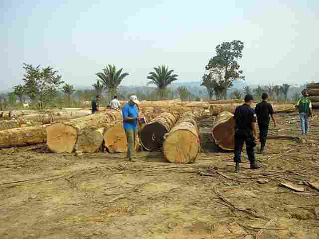 SEDAM APREENDE 10 MIL METROS CÚBICOS DE MADEIRA E APLICA R$ 9,5 MI EM MULTAS