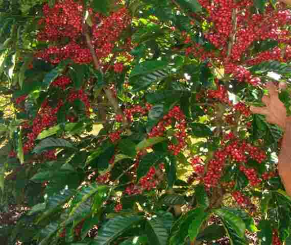 Estudo avalia desempenho de sistemas produtivos de café em Rondônia