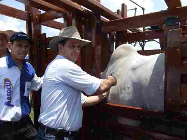 Começa oficialmente vacinação contra Febre Aftosa em Rondônia