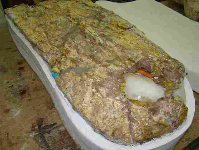 Pesquisadores da UFAC coletam fósseis de jacarés gigantes na BR-364