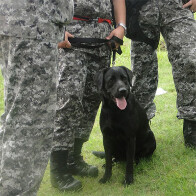 CÃO FAREJADOR ENCONTROU OS CORPOS, DIZ PF