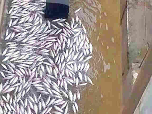 TESTE EM TURBINA DE JIRAU CAUSA NOVA MORTANDADE DE PEIXES NO MADEIRA