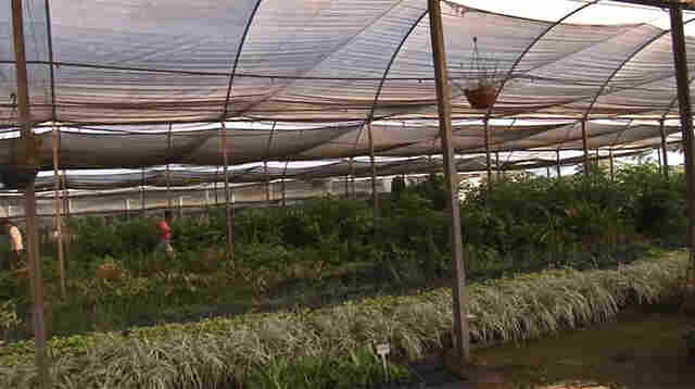 Sem posse legal, produtores não conseguem financiamento para setor chacareiro