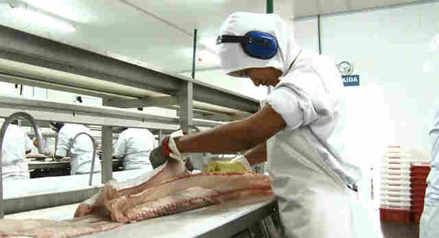 Rondônia que dá certo  O Boi da Amazônia