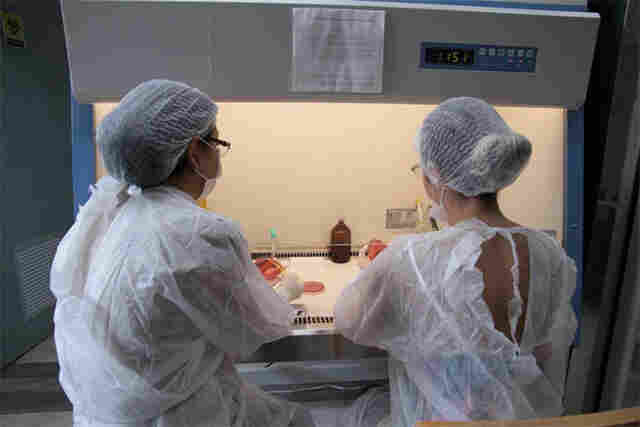 Lacen recebe média de 200 amostras por semana para análise sobre zika e chinkungunya