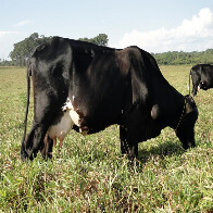 VI Dia de Campo Don Enrique reúne lideranças do agronegócio em Porto Velho