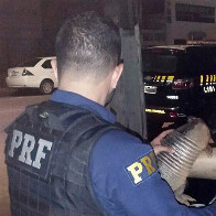 Motociclista é detido com animal silvestre morto na BR-421