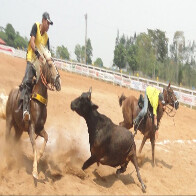 STF considera prática da vaquejada inconstitucional