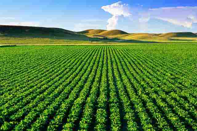 Brasil e México devem estreitar relações no agronegócio