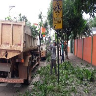 Sema intensifica poda de árvores em risco de cair