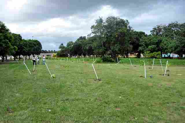 Prefeitura lança programa de arborização Cidade + Verde
