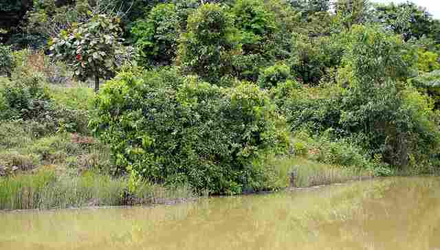 ‘Semeando Sustentabilidade’ apoia recuperação de áreas em Rondônia