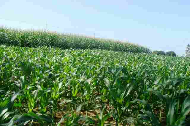 Vitrine Tecnológica é ampliada para a 6ª edição da Rondônia Rural Show
