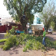 Árvores da Avenida Guaporé são retiradas pela Sema em Porto Velho