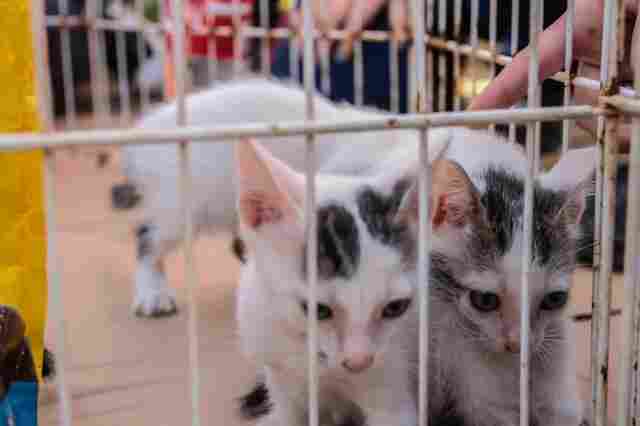 Delegacia de Crimes Ambientais vai investigar infrações contra animais em Rondônia