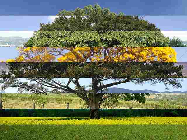 Seminário Perspectivas Florestais para Conservação da Amazônia será exibido pela Internet