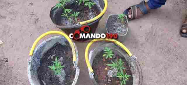 Jovem é conduzido para a delegacia cultivando 13 pés de maconha nos fundos de casa
