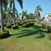Prefeitura anuncia projeto para adoção de jardins nas rodovias federais em Porto Velho