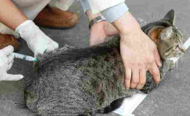 Vacinação antirrábica na área rural de Ji-Paraná terá campanha casa em casa