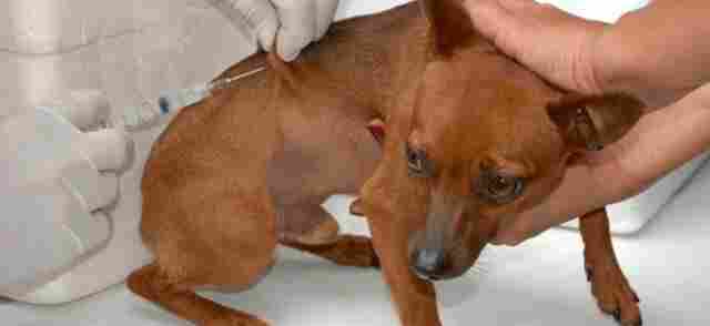 Ji-Paraná realiza campanha de vacinação contra raiva