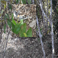 Polícia explica como corpo foi encontrado e descarta que órgão genital de torturador tenha sido cortado