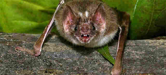 Amazonas registra duas mortes por raiva humana