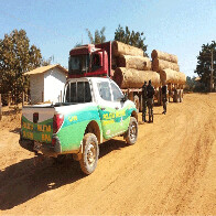 PF e Ibama deflagram operação contra extração ilegal de madeira amazônica
