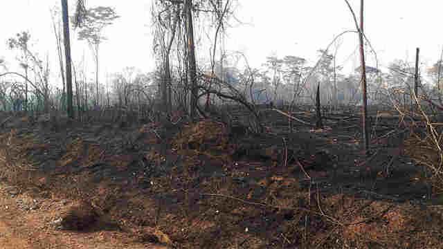 Bombeiros controlam incêndios que devastaram florestas em Nova União e Mirante da Serra