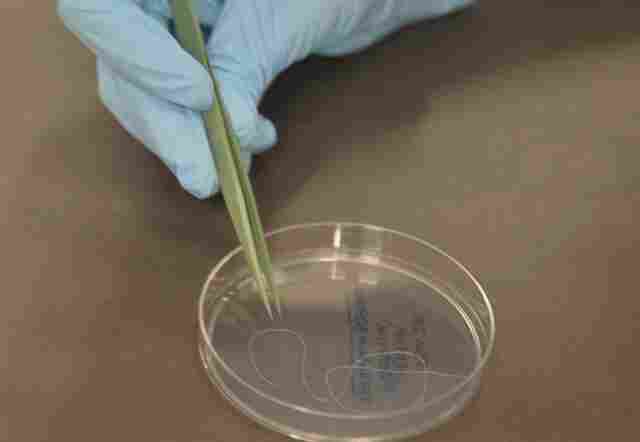 Bolsonaro e Haddad tem propostas diferentes para ciência e tecnologia
