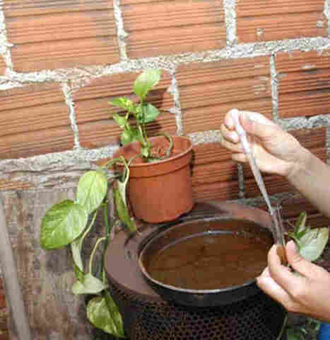 Ji-Paraná está em estado de alerta para surto de dengue