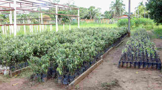 Viveiro de Ji-Paraná está com mais de 50 mil mudas prontas para doação