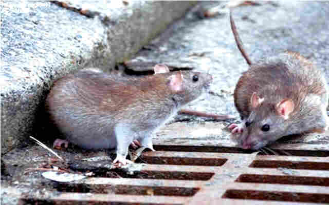 Dois casos de leptospirose são confirmados em Rolim de Moura