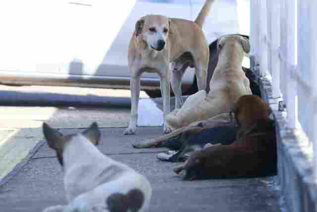 Campanha antirrábica tem meta de vacinar mais de 80% dos animais domésticos em Rondônia