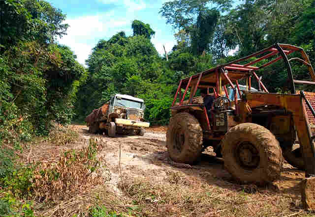 Vídeo: Posseiros continuam derrubada ilegal em floresta de Cujubim