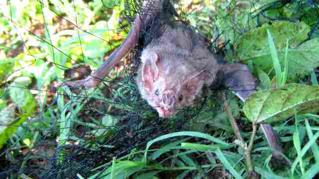 Contato com morcegos e animais doentes ou mortos pode transmitir a raiva, alerta Idaron