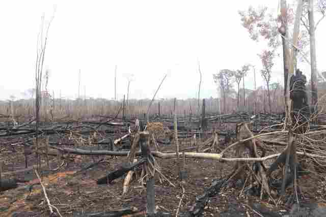 PGE e MP impetram ações responsabilizar invasores de reservas em Rondônia