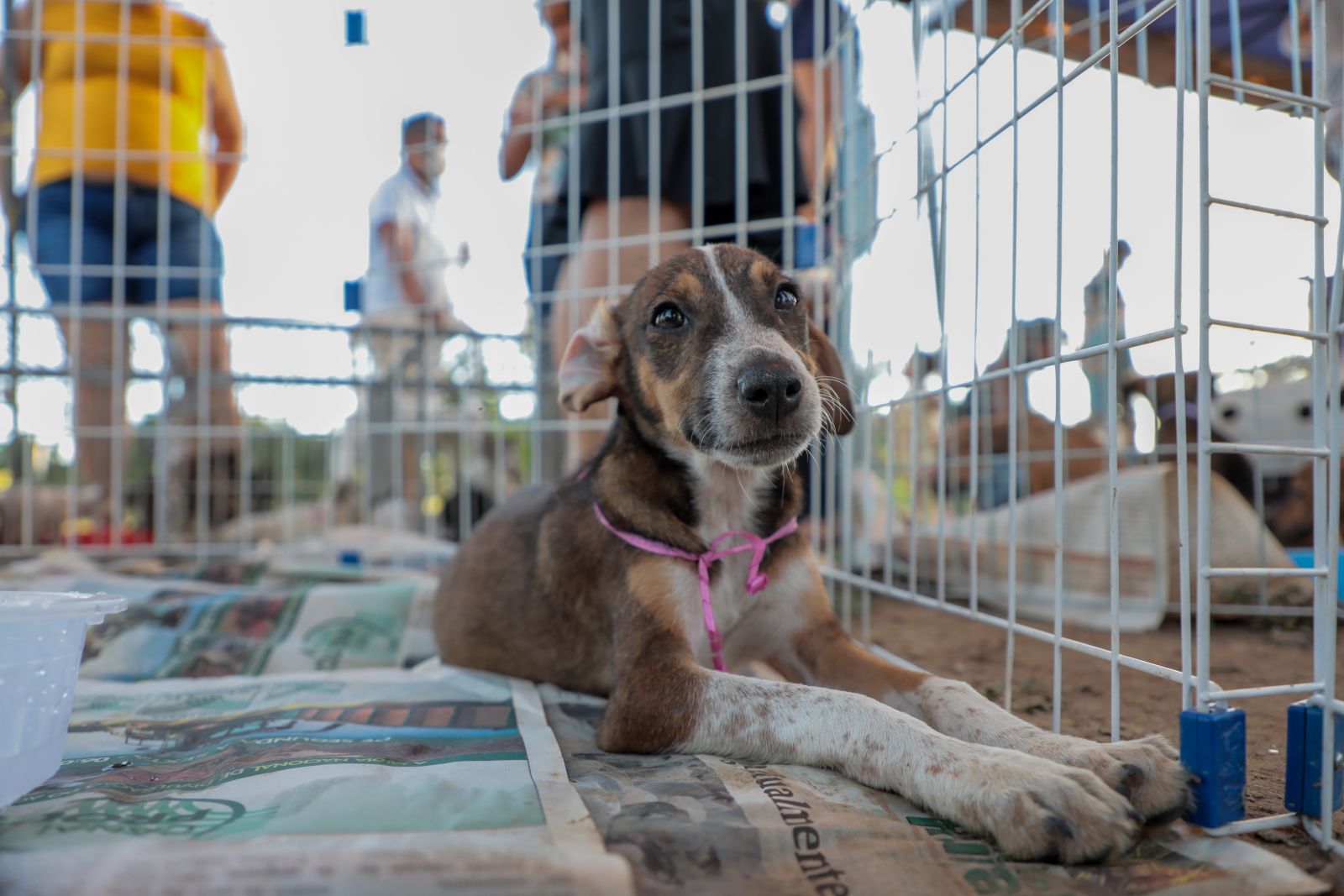 Segunda feira de adoção de cães e gatos acontece neste sábado Geral