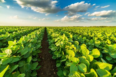 Produção de soja deverá alcançar 1,68 milhão de toneladas em Rondônia