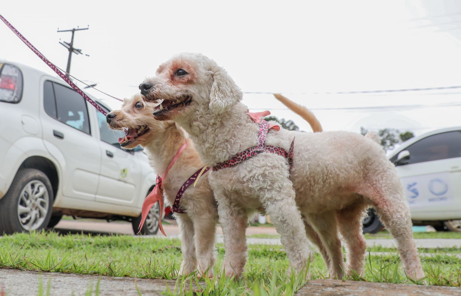 Em Porto Velho Castra O De Animais Dom Sticos Come A Na Pr Xima