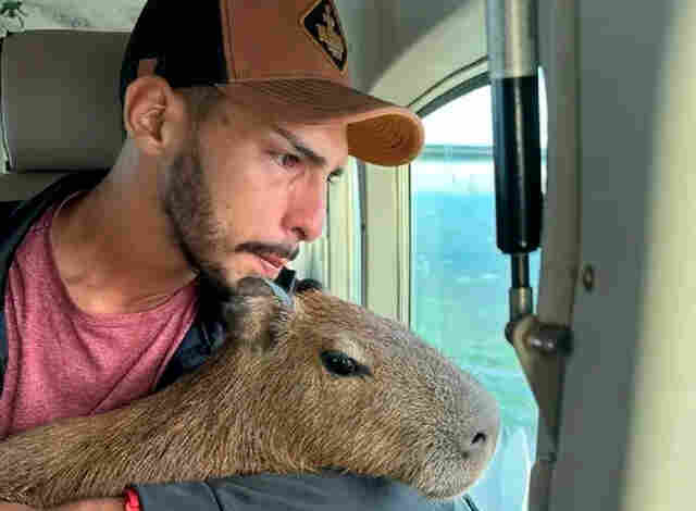 Justiça Federal manda Ibama devolver capivara Filó a influenciador digital