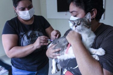 Vacinação antirrábica acontece neste sábado na capital. veja os 106 pontos