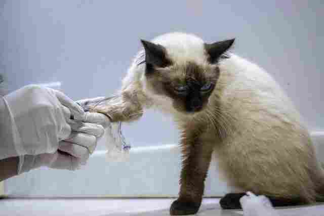 Em ação inédita, clínica veterinária pública será lançada pela Prefeitura da capital no dia 2