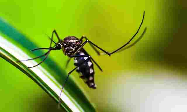 Brasil atinge 1,6 mil mortes confirmadas por dengue este ano; veja dados de Rondônia