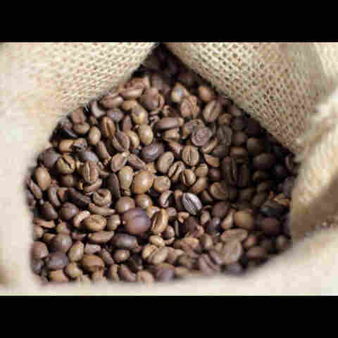 Início da colheita do café em Rondônia aumenta preocupação com furtos