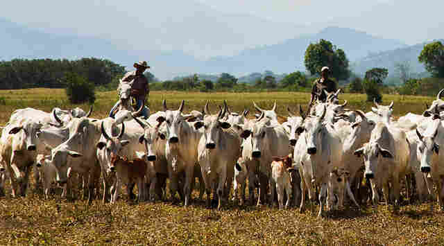 Pecuaristas são obrigados a declarar rebanho a partir desta quarta
