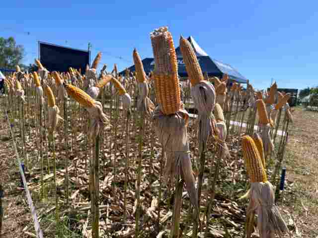 Rondônia Rural Show: vitrines tecnológicas recebem grande número de visitantes