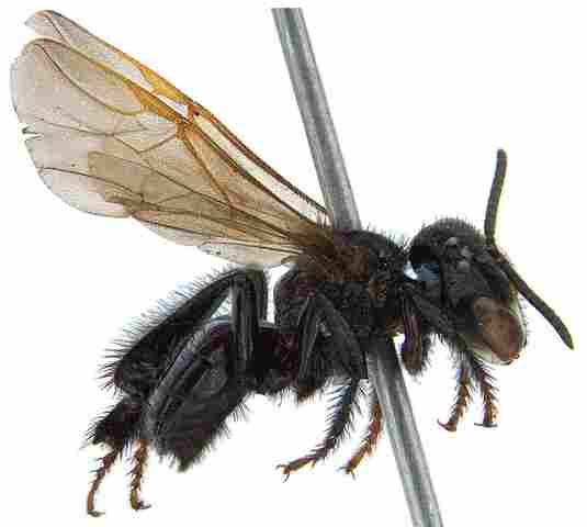 Pesquisador da Unir participa de descobertas de duas novas espécies de abelhas