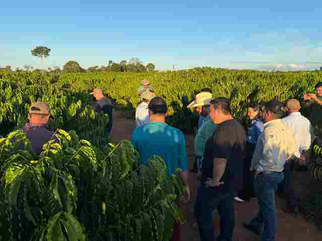 Cooperativa de café de Minas conhece cadeia produtiva de Rondônia