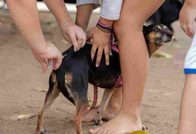 Após caso de raiva em morcego, Prefeitura da capital executa ação de bloqueio com vacinação de animais domésticos