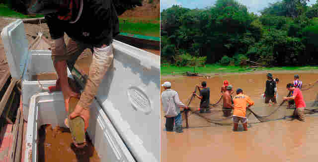 Rondônia inicia resgate de alevinos de Pirarucu para minimizar impactos da crise hídrica
